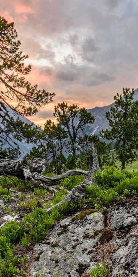 Naturwald Crap Alv Ervedi © Lorenz A. Fischer