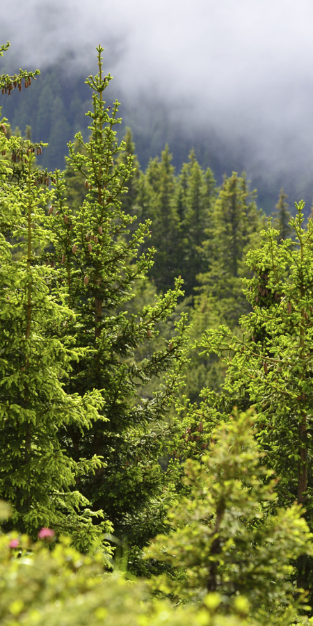 Bergwald auf der Alp Flix © lorenzfischer.photo