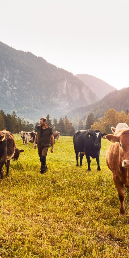 Ranch Farsox, Kuhherde mit Blick taleinwarts Richtung Filisur © Giglio Pasqua