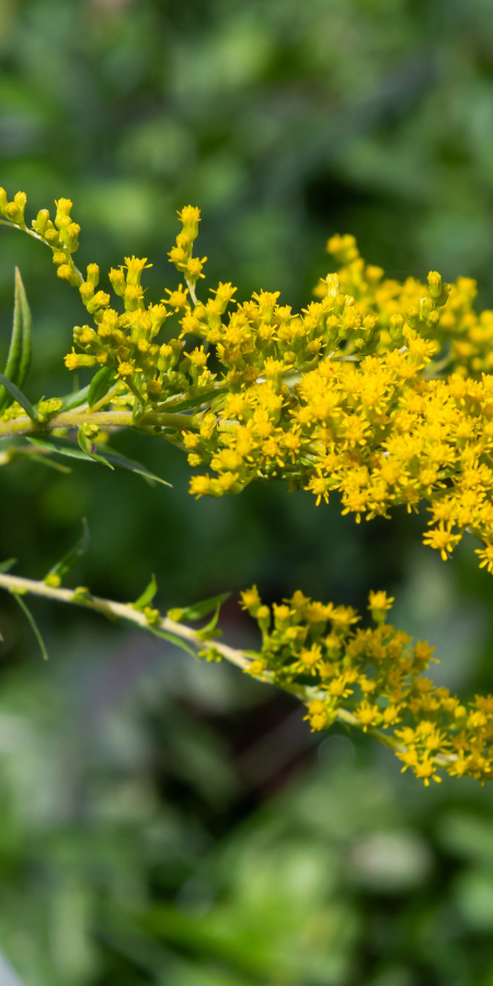 Kanadische Goldrute © Shutterstock