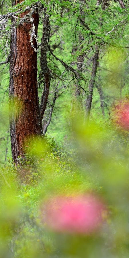 Naturwaldreservat Val Faller © lorenzfischer.photo