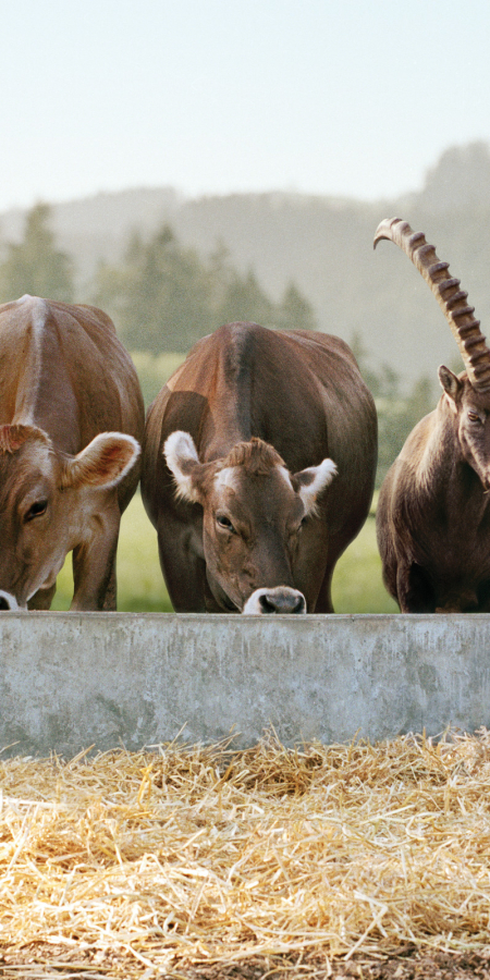 Steinbock und Kühe © Graubünden Ferien